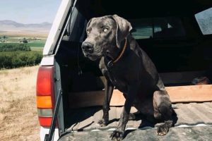 dog3