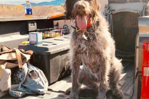 dog4