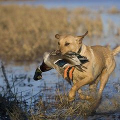 hunting-dog2