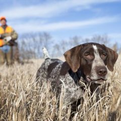 hunting-dog3