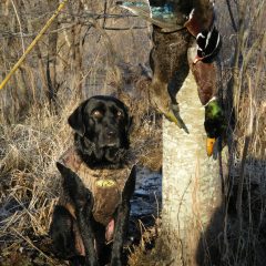 hunting-dog4