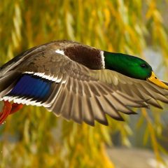 kwfXEaw-duck-hunting-backgrounds